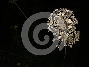 Withering White Flower in the Dark