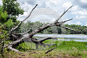 Withlacoochee State Forest