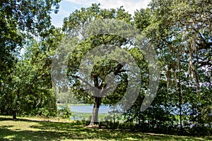 Withlacoochee State Forest