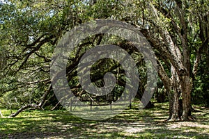 Withlacoochee State Forest