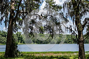 Withlacoochee State Forest