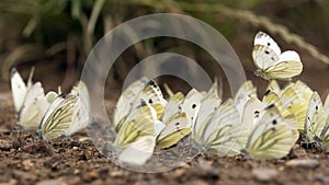 Witjes, Pieridae