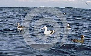 Grote Albatros, Wandering Albatross, Diomedea exulans, Witkapalbatros, Shy Albatross, Thalassarche cauta