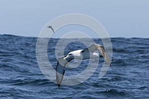 Witkapalbatros, Shy Albatross, Thalassarche cauta