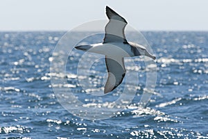 Witkapalbatros, Shy Albatross, Thalassarche cauta