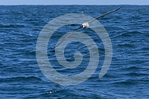 Witkapalbatros, Shy Albatross, Thalassarche cauta