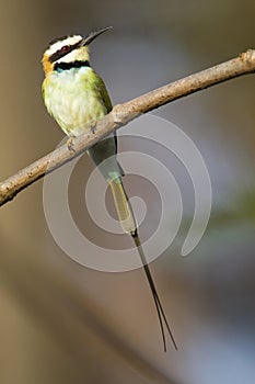 Witkeelbijeneter, White-throated Bee-eater, Merops albicollis