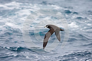 Witkinstormvogel, Spectacled Petrel, Procellaria aequinoctialis