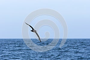 Witkinstormvogel, White-chinned Petrel, Procellaria aequinoctialis