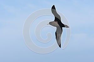Witkinstormvogel, White-chinned Petrel, Procellaria aequinoctialis