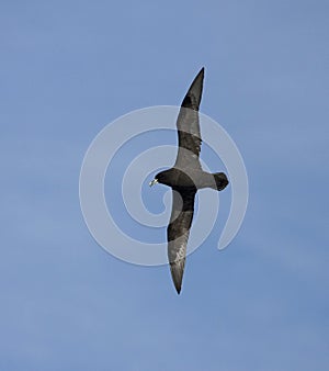 Witkinstormvogel, White-chinned Petrel, Procellaria aequinoctialis