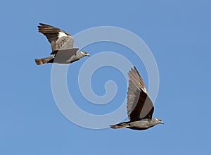 Witkraagduif, White-collared Pigeon, Columba albitorques photo