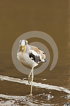 Witkruinkievit, White-headed Lapwing, Vanellus albiceps