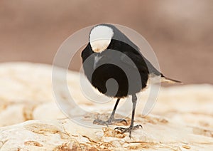 Witkruintapuit, White-crowned Wheatear, Oenanthe leucopyga photo