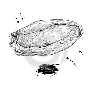 Witloof vector drawing set. Isolated hand drawn belgian endive.