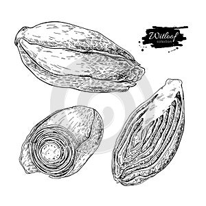 Witloof vector drawing set. Isolated hand drawn sliced belgian