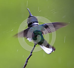 Witnekkolibrie, White-necked Jacobin, Florisuga mellivora