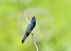 Witnekkolibrie, White-necked Jacobin, White-necked Jacobin