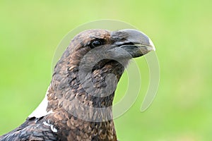 Witnekraaf, White-necked Raven, Corvus albicollis