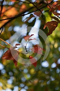 Cinnamomum Camphora Leaves: Anthocyanin Transformation. photo