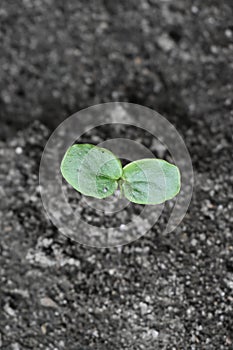 Witness the promising emergence of Cucumis sativus L. sprouts, vibrant tendrils signaling the start of a fruitful journey.