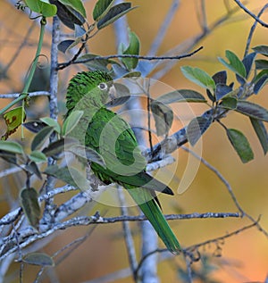 Witoogaratinga, White-eyed Parakeet, Aratinga leucophthalma