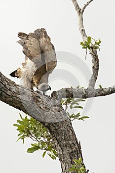 Witruggier, White-backed Vulture, Gyps africanus