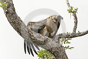 Witruggier, White-backed Vulture, Gyps africanus