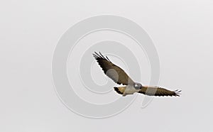 Witstaartbuizerd, White-tailed Hawk, Geranoaetus albicaudatus