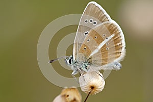 Witstreepblauwtje, Damon Blue, Polyommatus damon