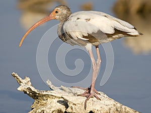 Witte Ibis, White Ibis, Eudocimus albus