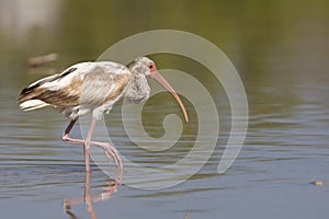 Witte Ibis, White Ibis, Eudocimus albus