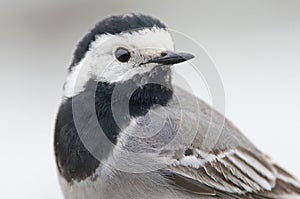 Witte kwikstaart, White Wagtail, Motacilla alba