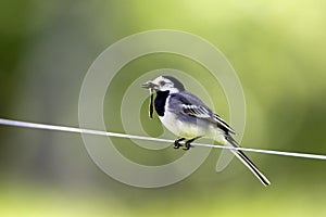 Witte Kwikstaart, White Wagtail, Motacilla alba