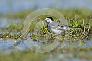 Witte Kwikstaart, White Wagtail, Motacilla alba