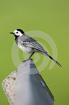 Witte Kwikstaart, White Wagtail, Motacilla alba