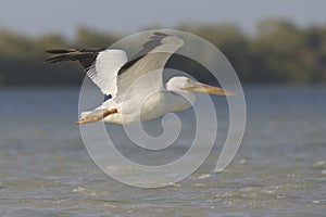 Witte Pelikaan, American White Pelican, Pelecanus erythrorhynchos