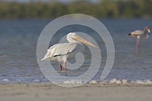 Witte Pelikaan, American White Pelican, Pelecanus erythrorhynchos