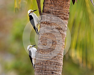 Witte Specht, White Woodpecker, Melanerpes candidus