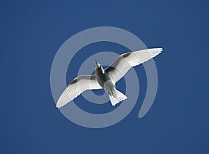 Witte Stern, Common White Tern, Gygis alba