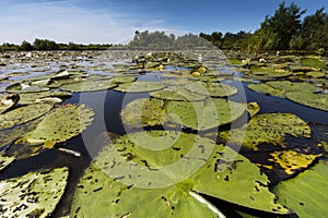 Witte waterlelie, White Water-lily, Nymphaea alba