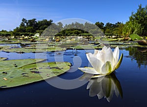 Witte waterlelie, White Water-lily, Nymphaea alba