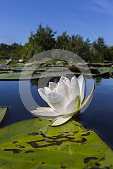Witte waterlelie, White Water-lily, Nymphaea alba