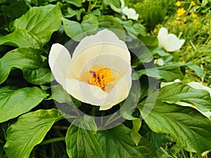 Wittmann`s peony lat.Paeonia wittmanniana Hortwiss. ex. Lindt white with an orange middle with red flecks in the botanical