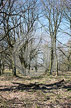 Wittmoor -gnarled trees and shadows - I -