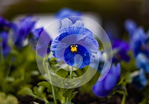 Wittrock violet in the garden