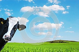 Witty cow, Dairy cow with prairie as background