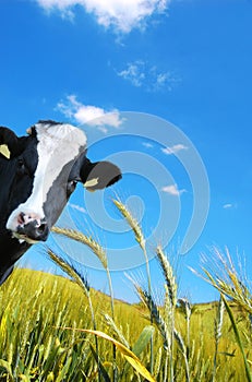 Witty cow, Dairy cow with prairie as background
