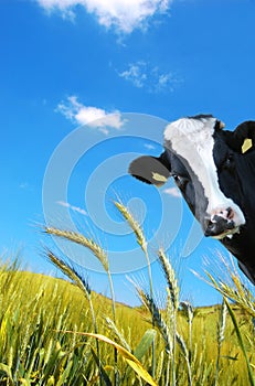 Witty cow, Dairy cow with prairie as background