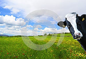 Witty cow, Dairy cow with prairie as background